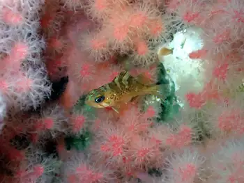 Young of Year Rockfish