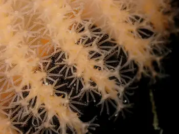 Ptilosarcus gurneyi Sea Pen