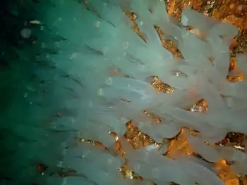 Sea Vase Tunicates