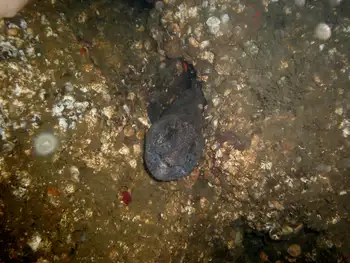 Wolf Eel