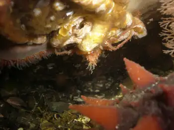 Longhorn Decorator Crab
