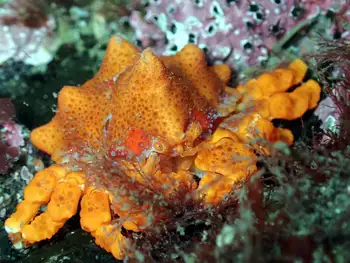 Juvenile Puget Sound King Crab