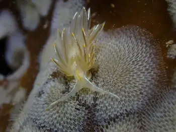 Opalescent Nudibranch