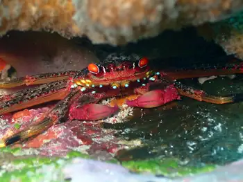 Crab