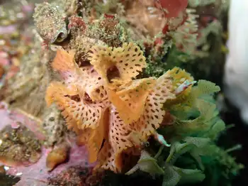lattice work bryozoan