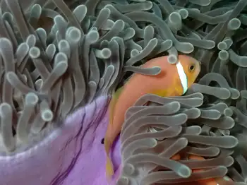 Magnificent Anemone