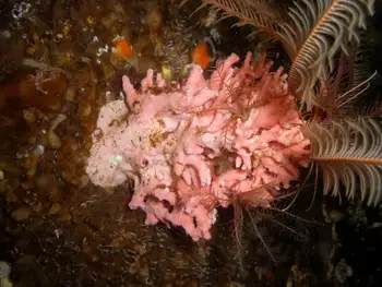 Pink Hydrocoral