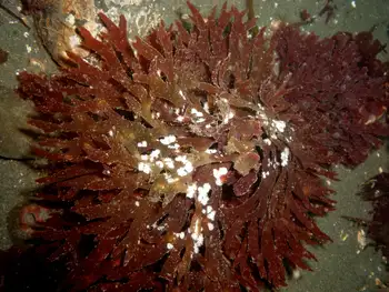 Sea Laurel Seaweed
