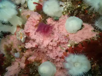 Red Trumpet Calcareous Tube Worm