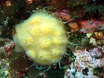 Smooth Pink Scallop