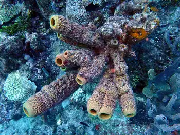 Sponge