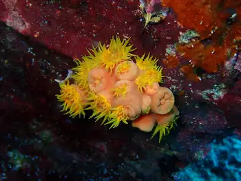 Tubastraea coccinea Coral