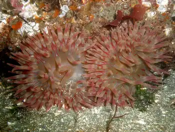Painted Anemones