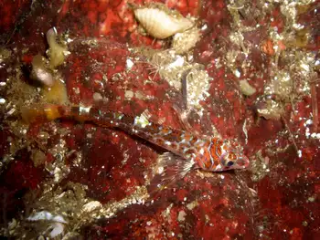 Longfin Sculpin