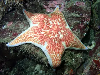 Leather Star