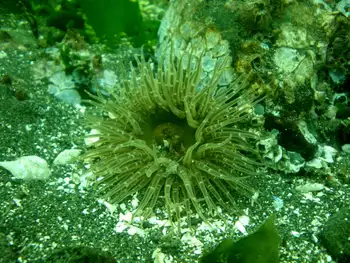 Moonglow Anemone