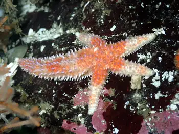Rainbow Star