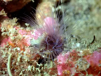 Anemone