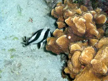 Banded Butterflyfish