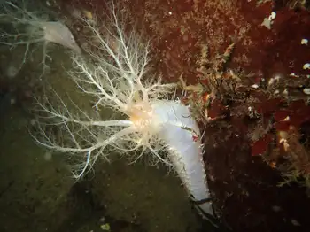 Pale Sea Cucumber