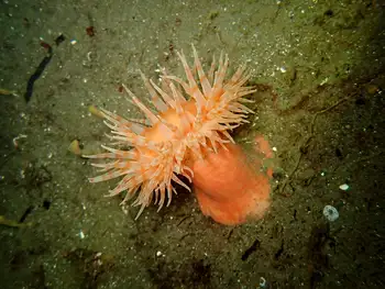 Painted Anemone