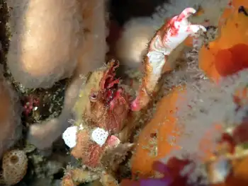 Moss Crab
