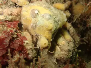 Moss Crab