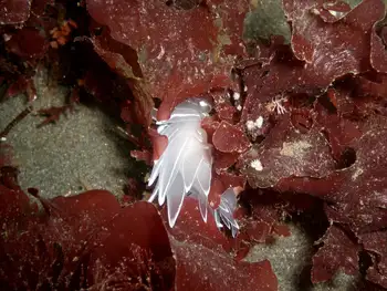 Alabaster Nudibranch