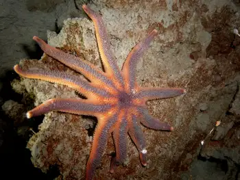 Striped Sun Star
