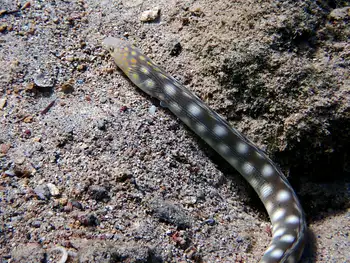 Sharptail Eel