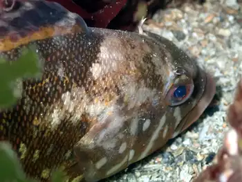whitespotted greenling