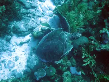 Green Sea Turtle