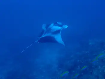 Reef Manta