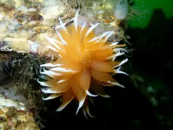 Golden Dirona Nudibranch