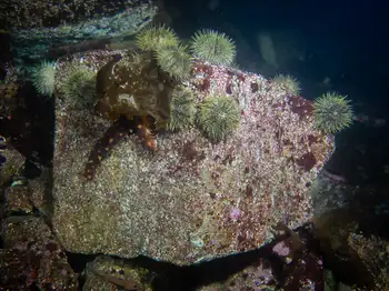 Green Sea Urchins