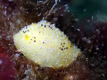 Monterey Sea Lemon