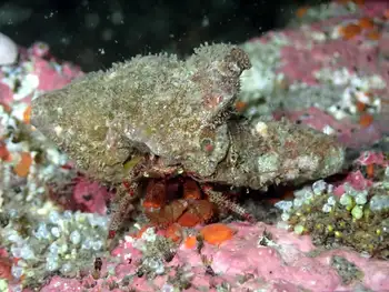 Bering Hermit Crab