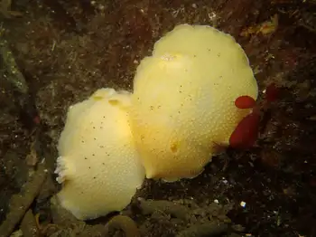 Noble Sea Lemons