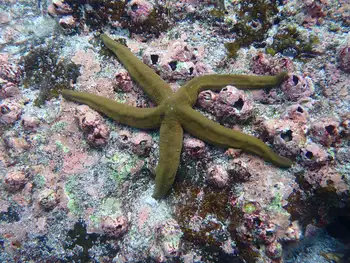 Variable Star