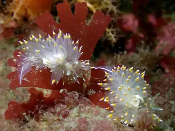 Bicolor Nudibranchs