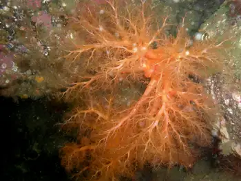 Red Sea Cucumber