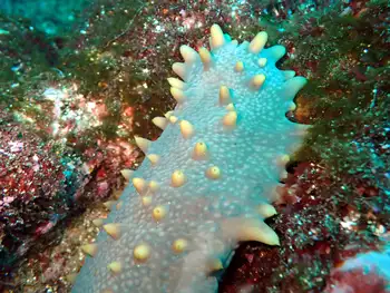 Fuscus Sea Cucumber