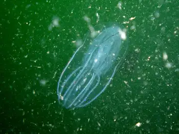 Comb Jelly