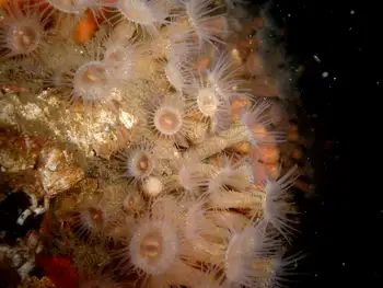 Orange Zoanthids