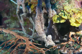 Sponge Brittle Star