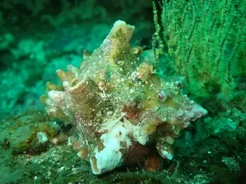shell