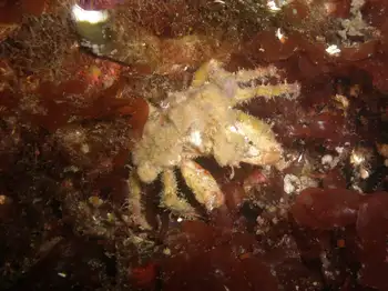Sharp Nosed Crab