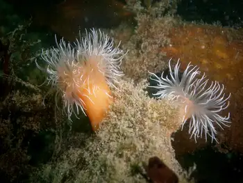 Tiny Orange Anemones