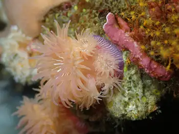 Proliferating Anemone