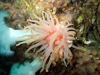 Crimson Anemone